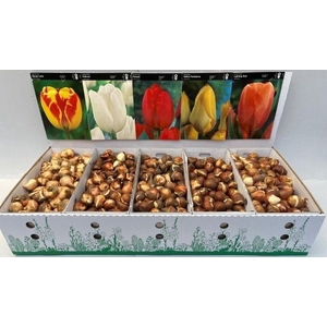 Bloembol Tulipa