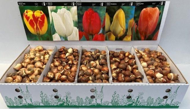 <h4>Bloembol Tulipa</h4>