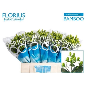 Hyp Coco Bamboo Florius