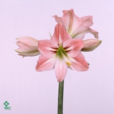 Oriental Special mix 5pp