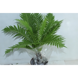 BLECHNUM GIBBUM SILVER LADY P17