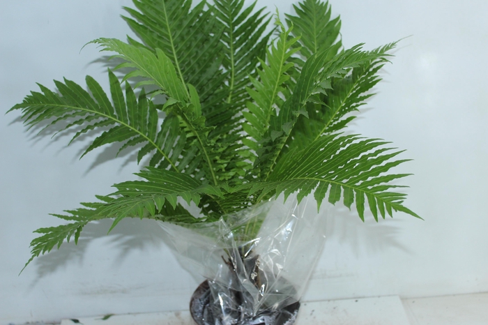 <h4>BLECHNUM GIBBUM SILVER LADY P17</h4>