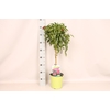 Stam 19cm Cestrum elegans Deep Red