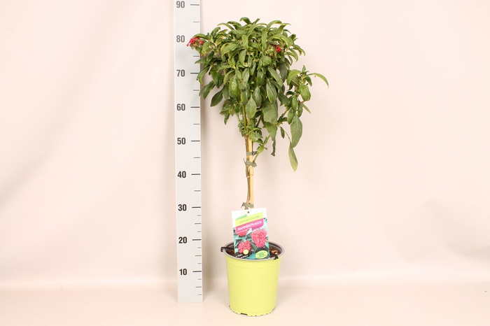 Stam 19cm Cestrum elegans Deep Red
