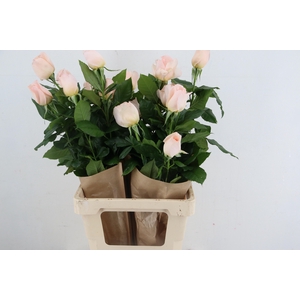 R GR BELLA ANITA SCENTED