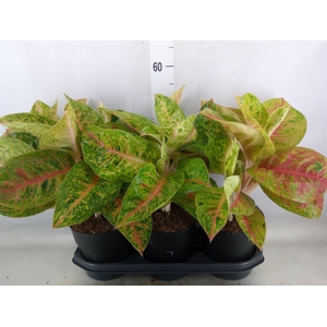 Aglaonema   ...