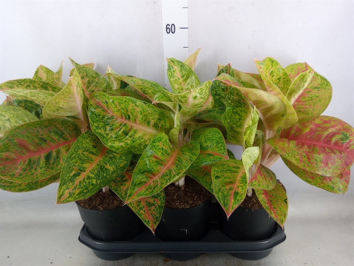 <h4>Aglaonema   ...</h4>