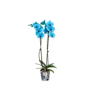 Potcover I Am Blue Phal I Am Ocean Blue 2T14+