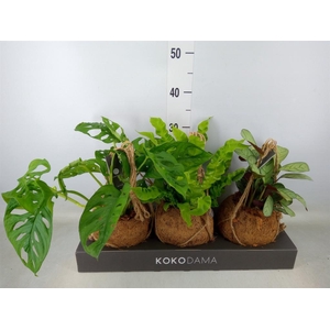 Planten Groen   ...mix  3