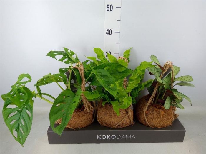 <h4>Planten Groen   ...mix  3</h4>