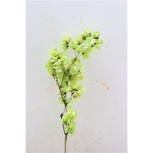 Dried Bougainvillea X5 55cm L. Green Bunch