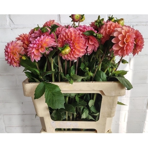 Dahlia Lindas Baby