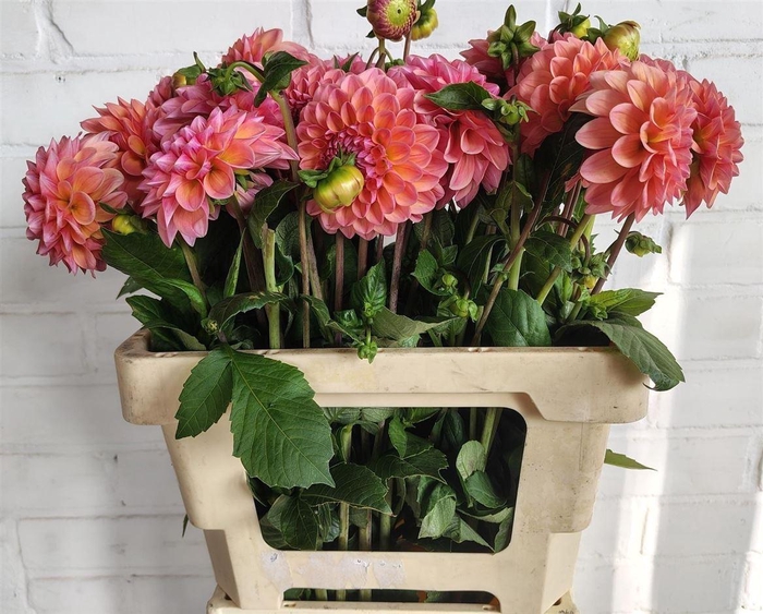 <h4>Dahlia Lindas Baby</h4>