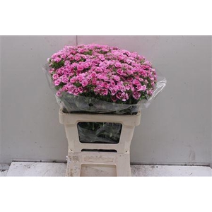 Dianthus Ba Doblino Fans