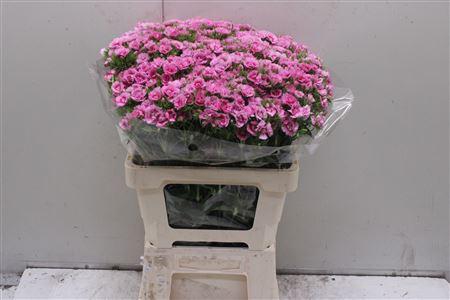 <h4>Dianthus Ba Doblino Fans</h4>