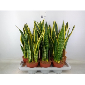 Sansevieria trifa. 'Laurentii'