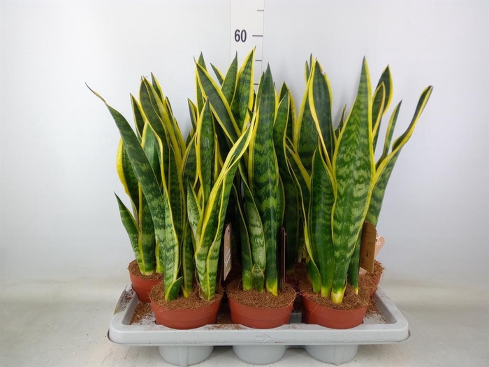 <h4>Sansevieria trifa. 'Laurentii'</h4>