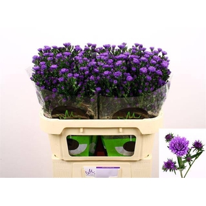Aster astee milka dark