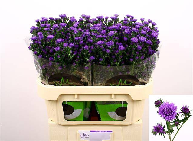 <h4>Aster astee milka dark</h4>