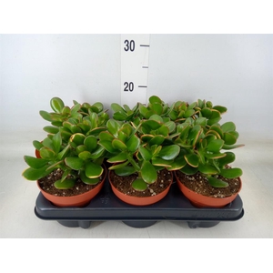 Crassula ovata 'Sunset'