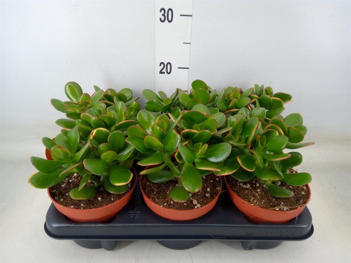 <h4>Crassula ovata 'Sunset'</h4>