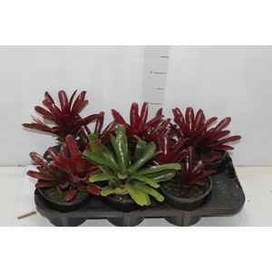 NEOREGELIA FIRE BALL P15