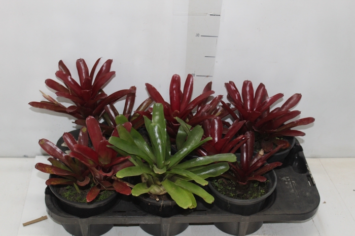 <h4>NEOREGELIA FIRE BALL P15</h4>