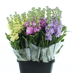 Matth Incana Iron Gem In Fust