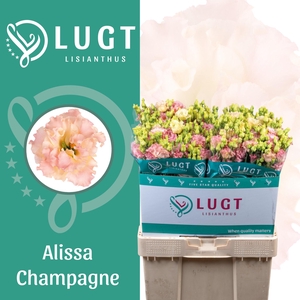 Lisianthus Alissa Champagne