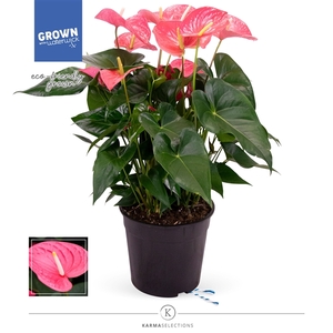 Mimesis Anthurium KARMA Pink - 27 cm