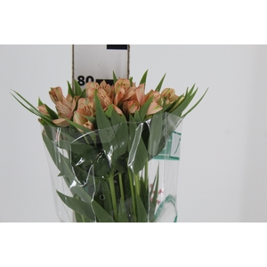 ALSTROEMERIA CANYON 080 CM