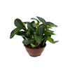 PEPEROMIA RUBRA C21