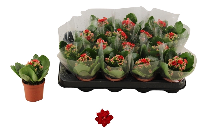 arr8 Kal Ge Don Justino