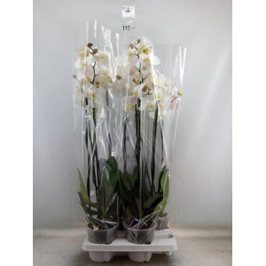 Phalaenopsis   ...white