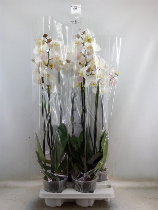<h4>Phalaenopsis   ...white</h4>