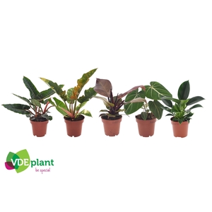 Philodendron mix 12cm