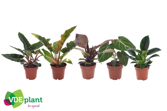 <h4>Philodendron mix 12cm</h4>