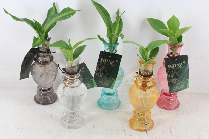 <h4>arr3 VDE - Glas vaas Venice mix</h4>