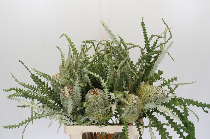 <h4>Banksia Speciosa</h4>