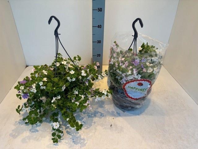 <h4>PERKPL MIXK</h4>