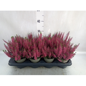 Calluna vulg. 'Beauty L Sabella'