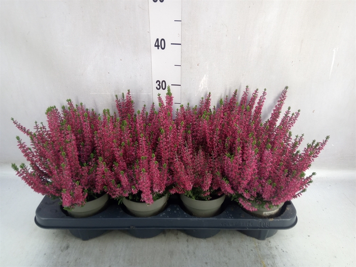 <h4>Calluna vulg. 'Beauty L Sabella'</h4>