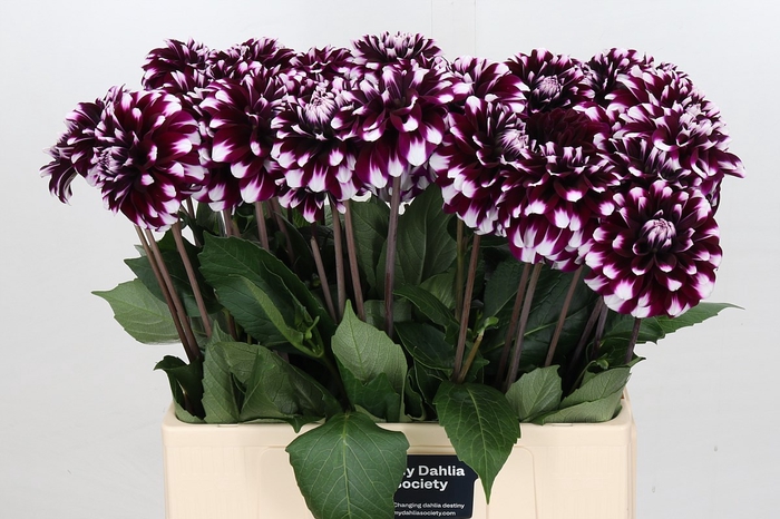 <h4>Dahlia Purple Star</h4>