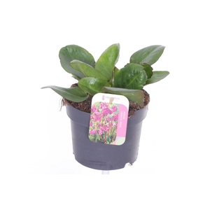 Bergenia cordifolia Eroica