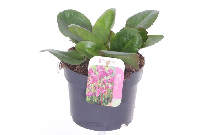 <h4>Bergenia cordifolia Eroica</h4>