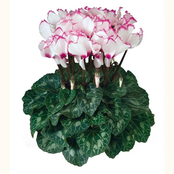 <h4>Cyclamen Absolu Sublima</h4>