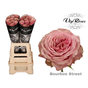 R GR BOURBON STREET x 20