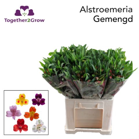 <h4>Alstr Gem In Fust</h4>