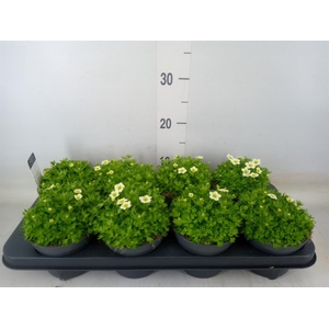 Saxifraga arend. 'Alpino White'