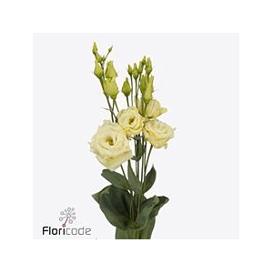 Lisianthus do alissa yellow